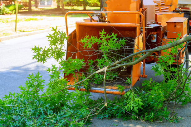 Large Tree Removal in Dahlonega, GA